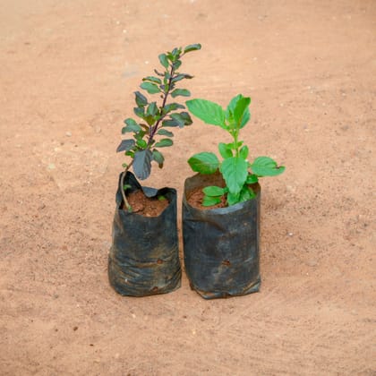 Buy Set Of 2 - Rama & Shyama Tulsi in 3 Inch Nursery Bag Online | Urvann.com