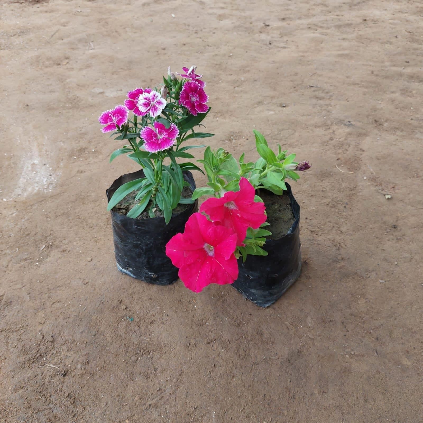 Set of 2 - Dianthus &Petunia (any colour) in 4 Inch Nursery Bag