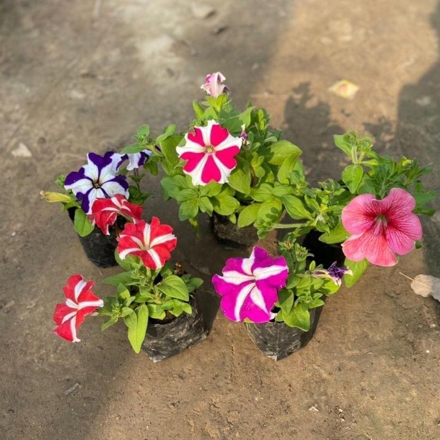 Set of 5 - Petunia (any colour) in 3 Inch Nursery Bag