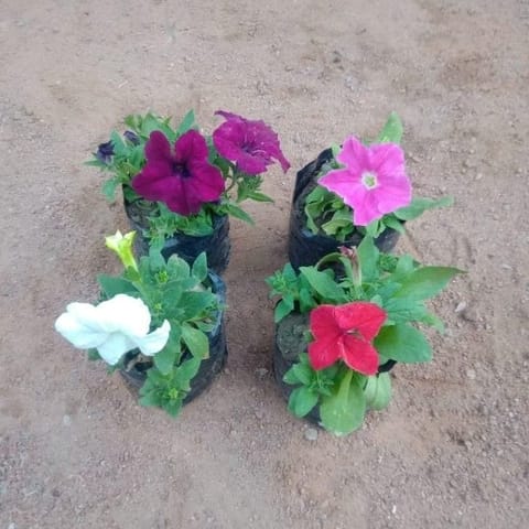 Set of 4 - Petunia (any colour) in 4 Inch Nursery Bag