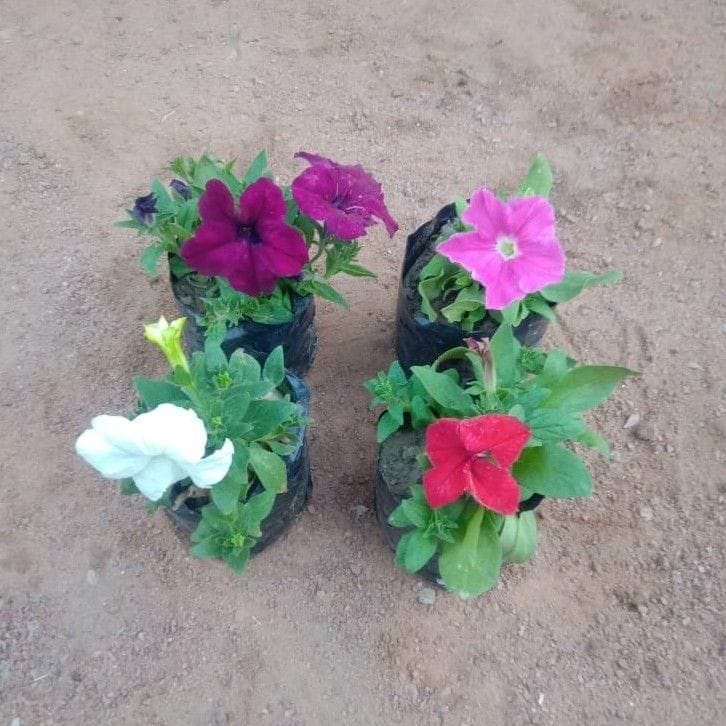 Set of 4 - Petunia (any colour) in 4 Inch Nursery Bag