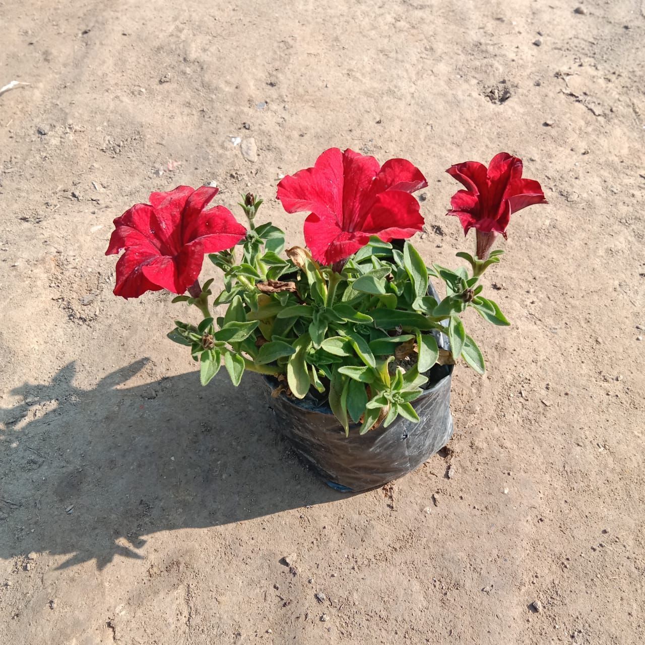 Petunia (any colour) in 4 Inch Nursery bag