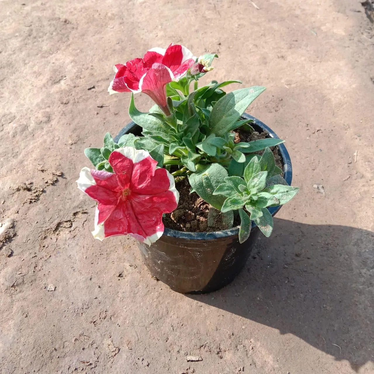 Petunia (any colour) in 6 Inch Nursery Pot