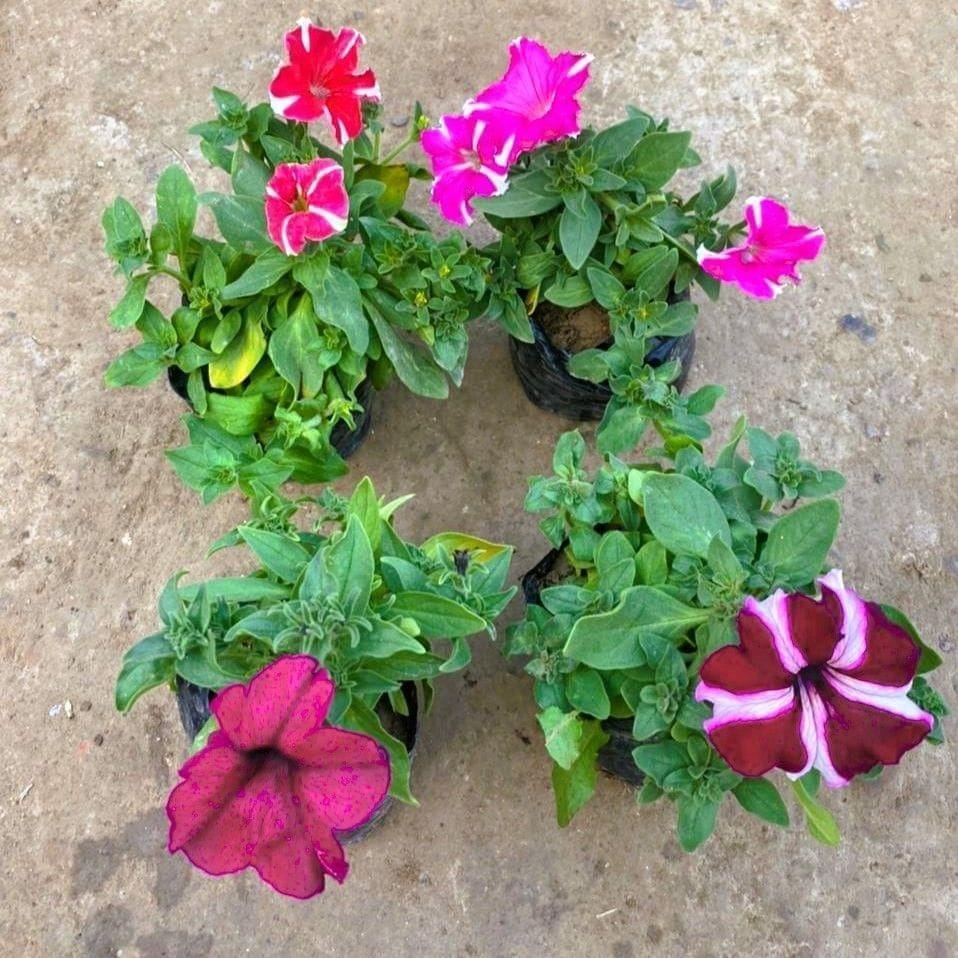 Set of 4 - Petunia (any colour) in 4 Inch Nursery Bag