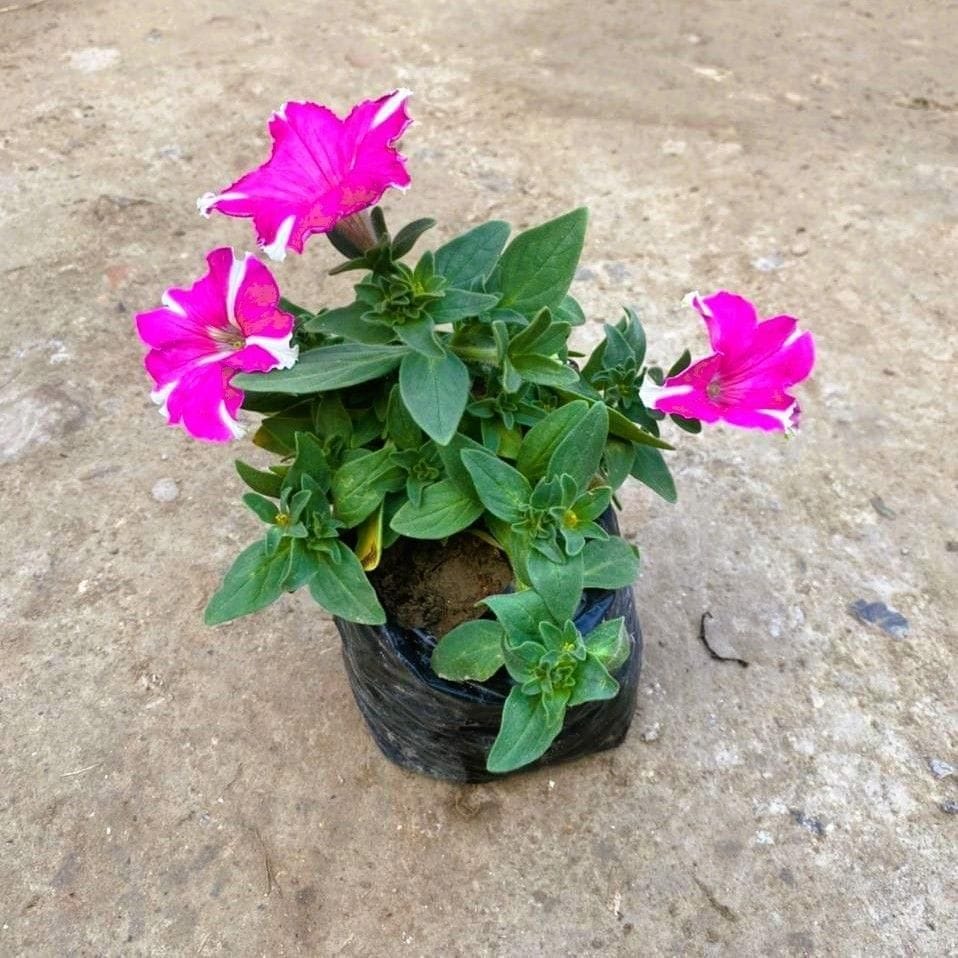 Petunia (any colour) in 4 Inch Nursery Bag