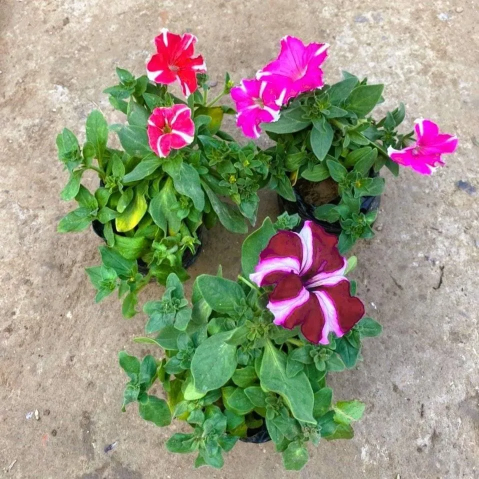 Set of 3 - Petunia (any colour) in 4 Inch Nursery Bag