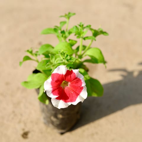 Beautiful Petunia (any colour) in 4 Inch Nursery Bag