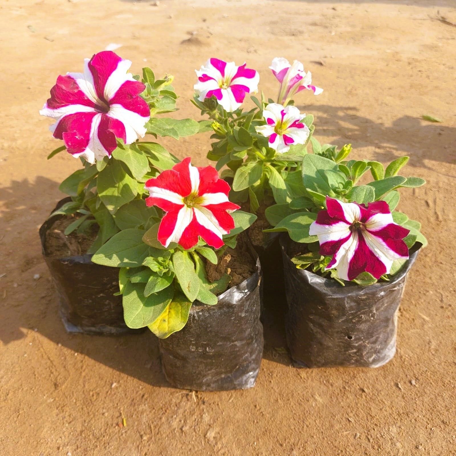 Set of 4 - Star Petunia (any colour) in 4 Inch Nursery Bag