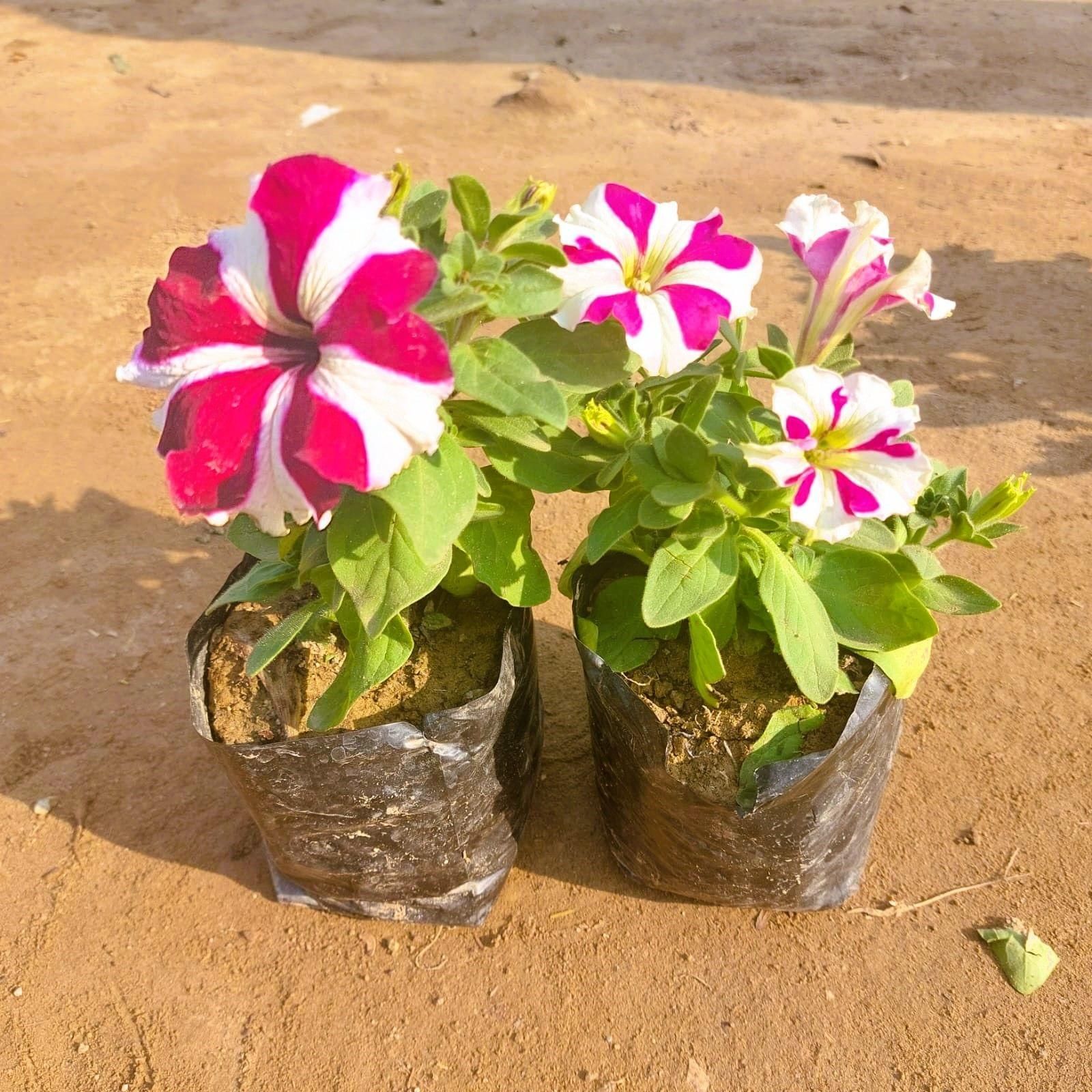 Set of 2 - Star Petunia (any colour) in 4 Inch Nursery Bag