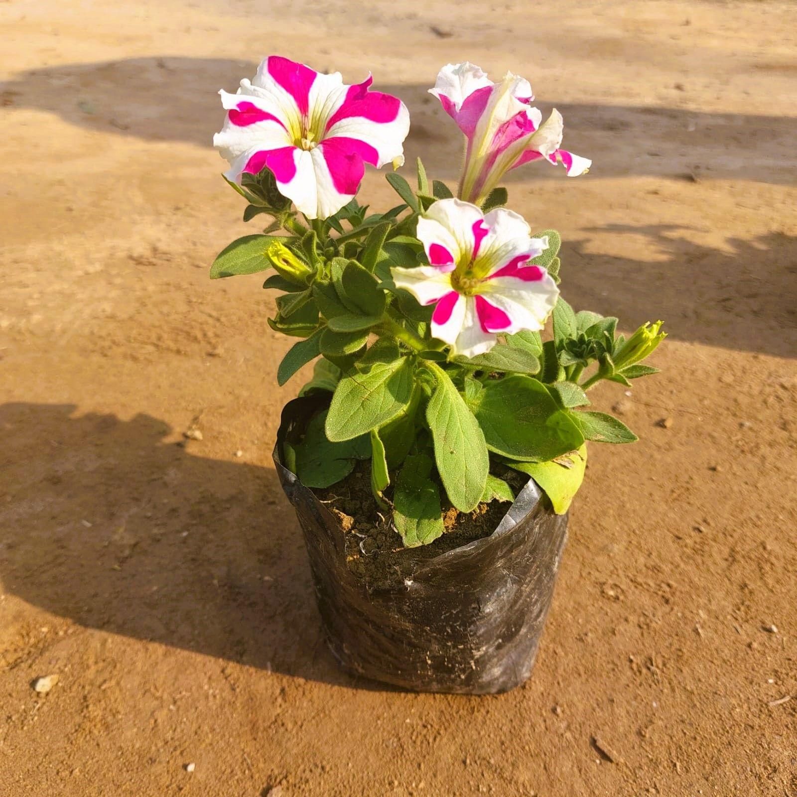 Petunia (any colour) in 4 Inch Nursery Bag