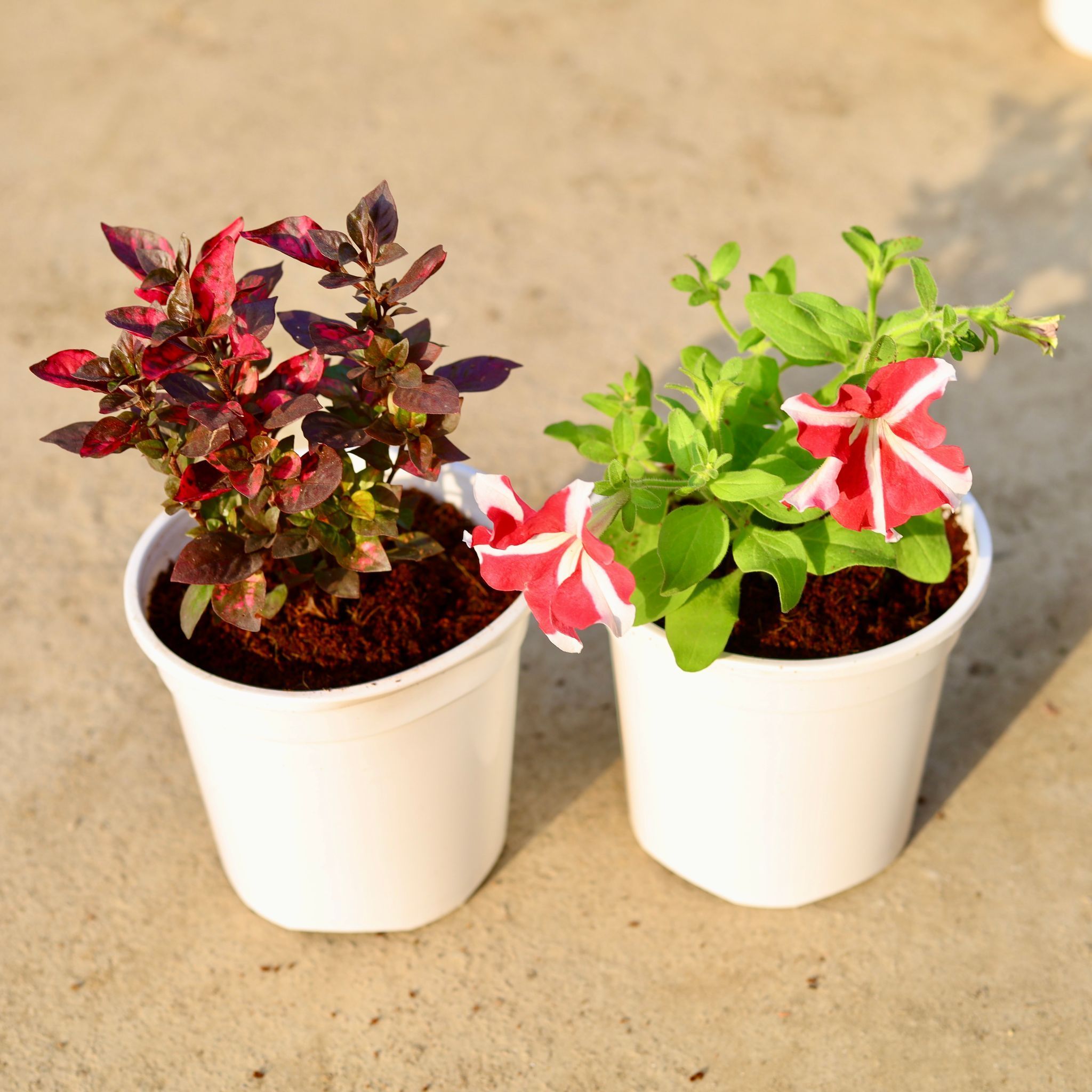 Set of 2 - Alternanthera Red & Petunia (any colour) in 6 Inch White Nursery Pot