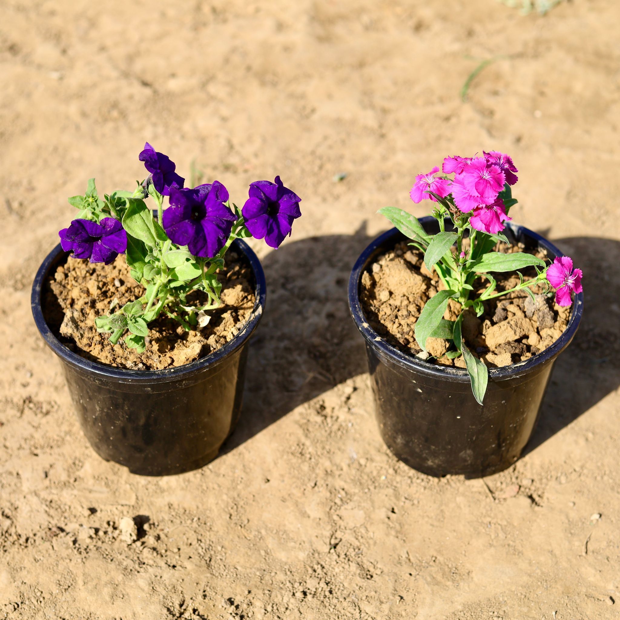 Set of 2 - Petunia & Dianthus (any colour) in 6 inch Nursery Pot