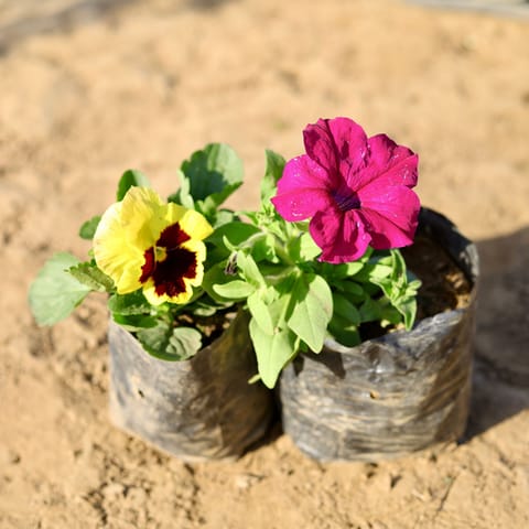 Colourful Delight Set of 2 - Pansy & Petunia (any colour) in 4 inch Nursery Bag