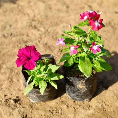 Set of 2 - Periwinkle / Sadabahar / Vinca & Petunia (any colour) in 4 inch Nursery Bag