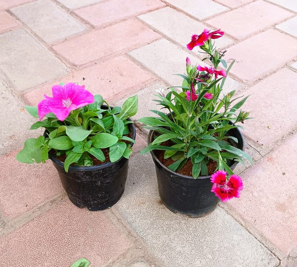 Set of 2 - Dianthus & Petunia (any colour) in 4 Inch Nursery Pot