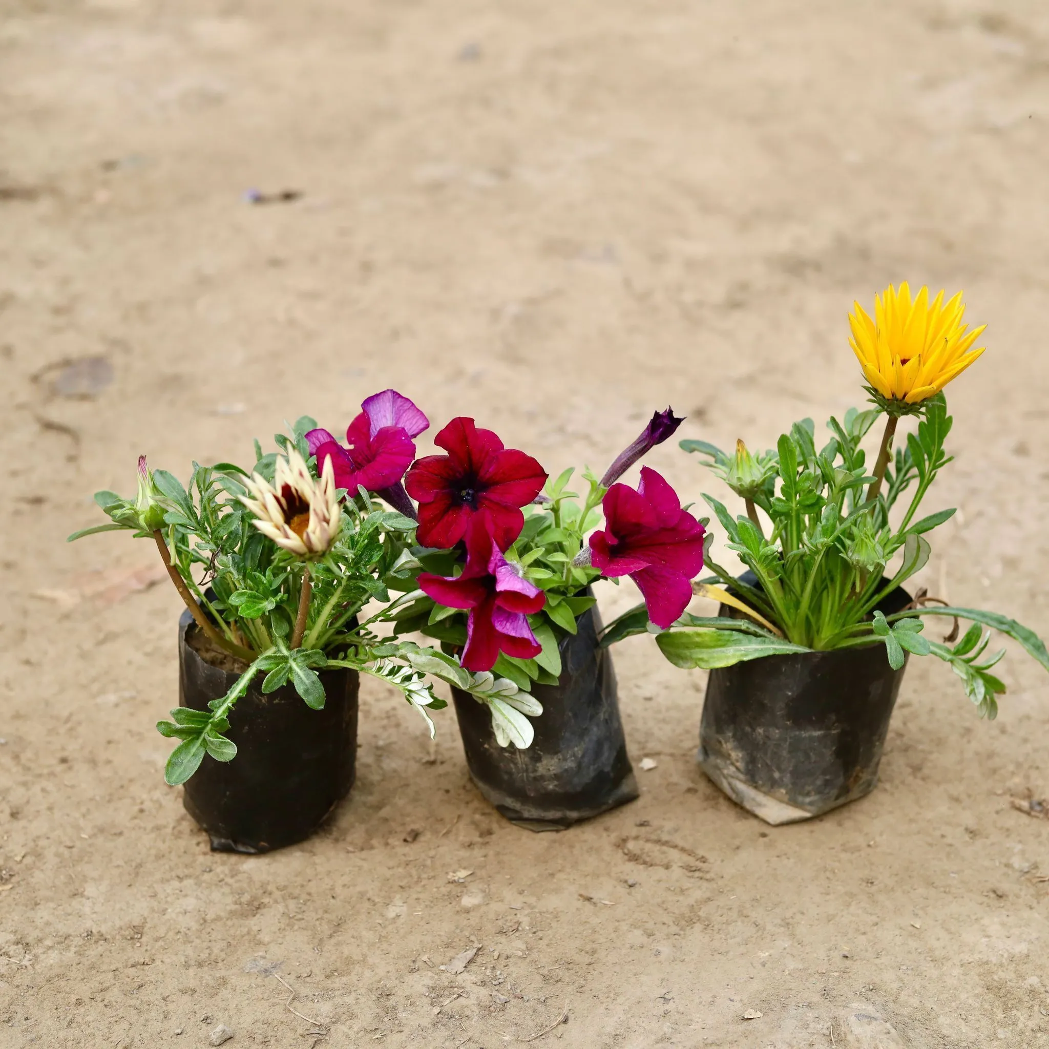 Set of 3 - Seasonal Plants ( 2 Gazania & 1 Petunia) (any colour) in 4 Inch Nursery Bag