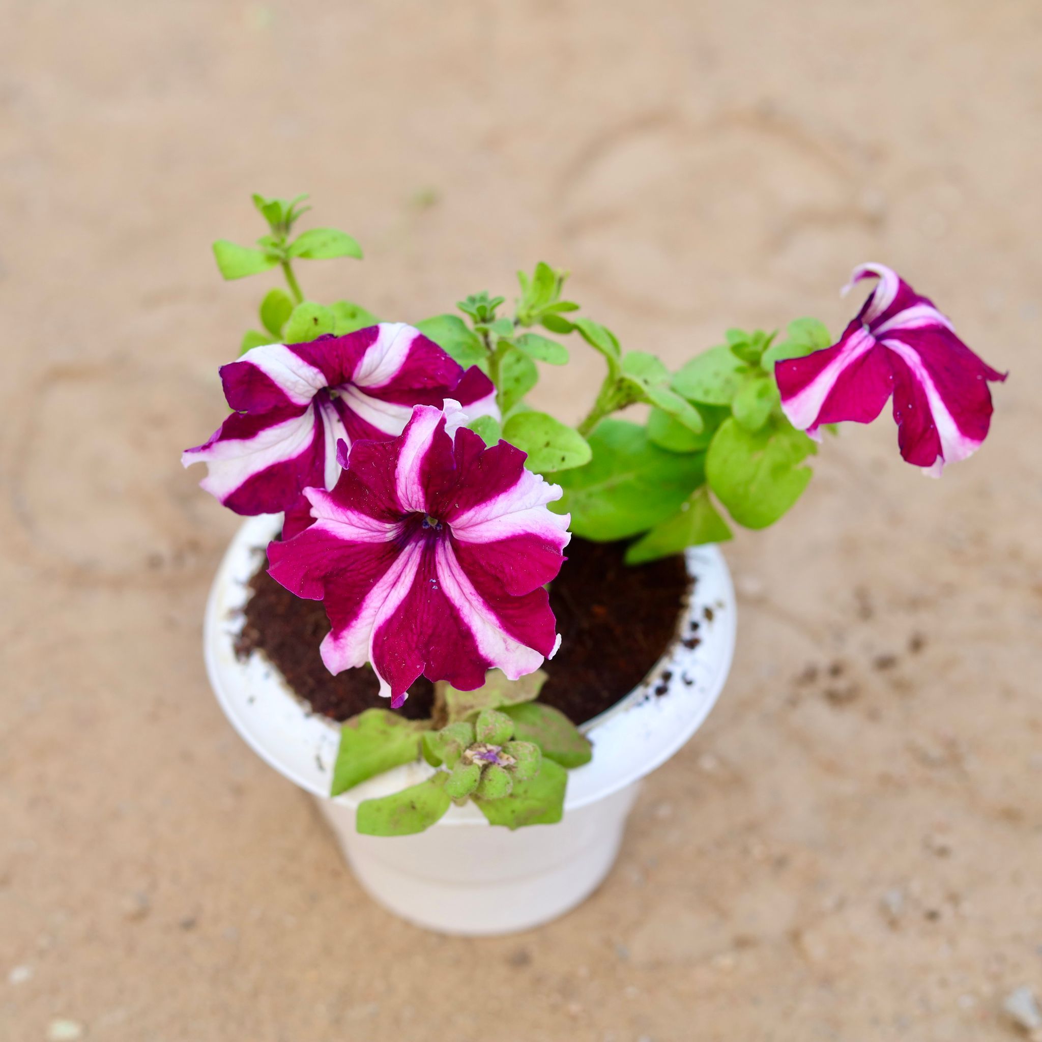 Petunia (any colour) in 6 Inch Classy White Plastic Pot