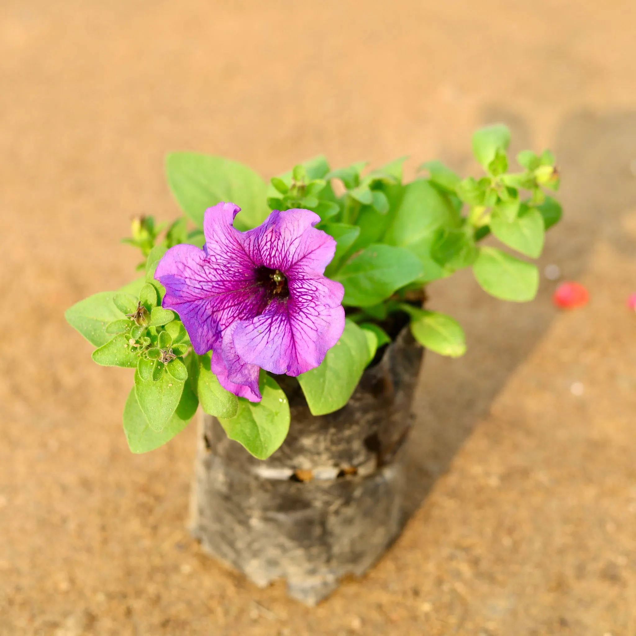 Petunia (any colour) in 4 Inch Nursery Bag