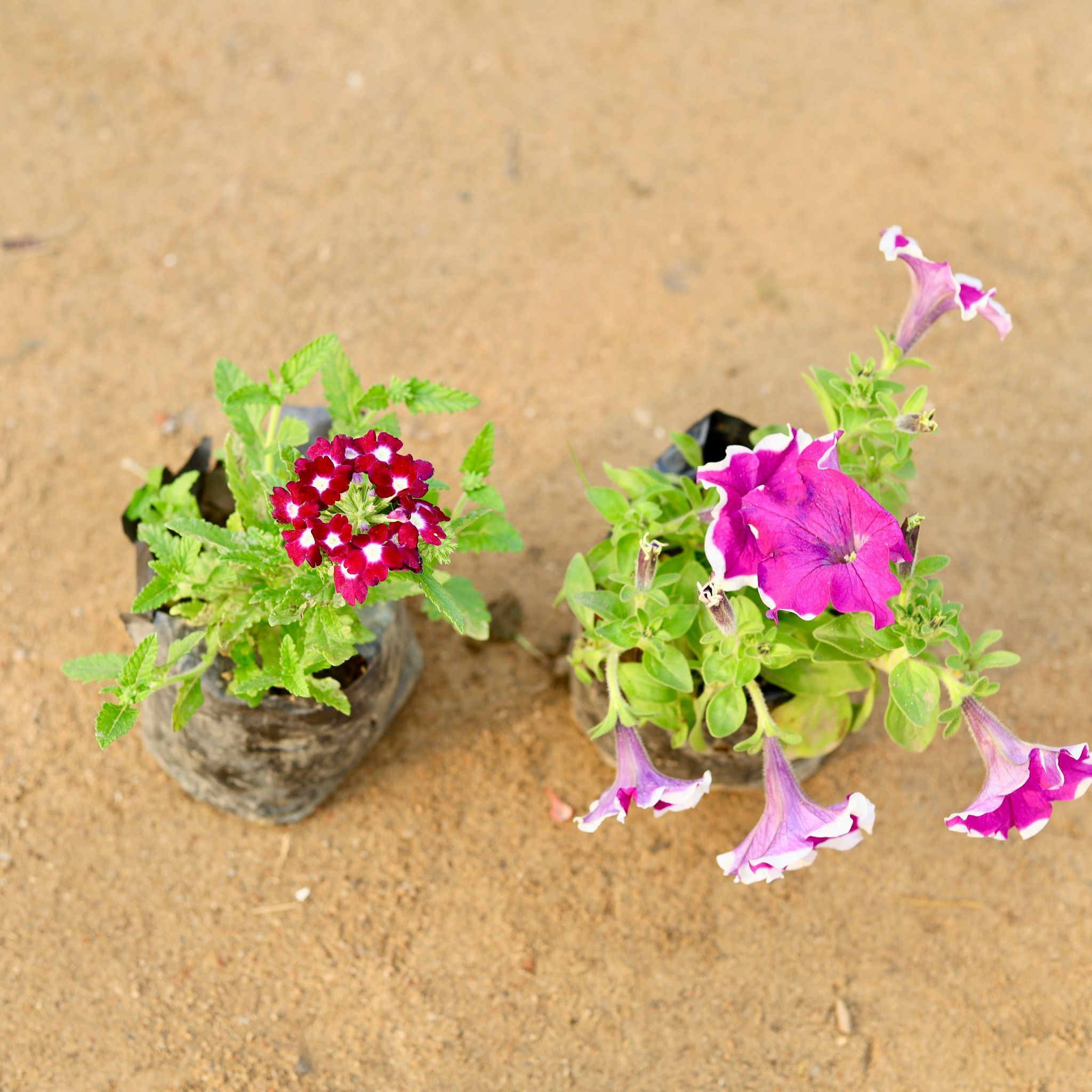 Set of 2 - Verbena & Petunia (any colour) in 4 Inch Nursery Bag