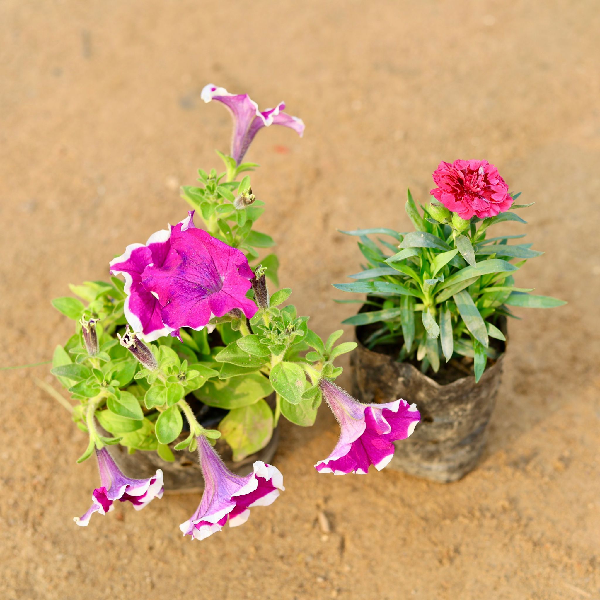 Set of 2 - Petunia & Carnation (any colour) in 4 Inch Nursery Bag
