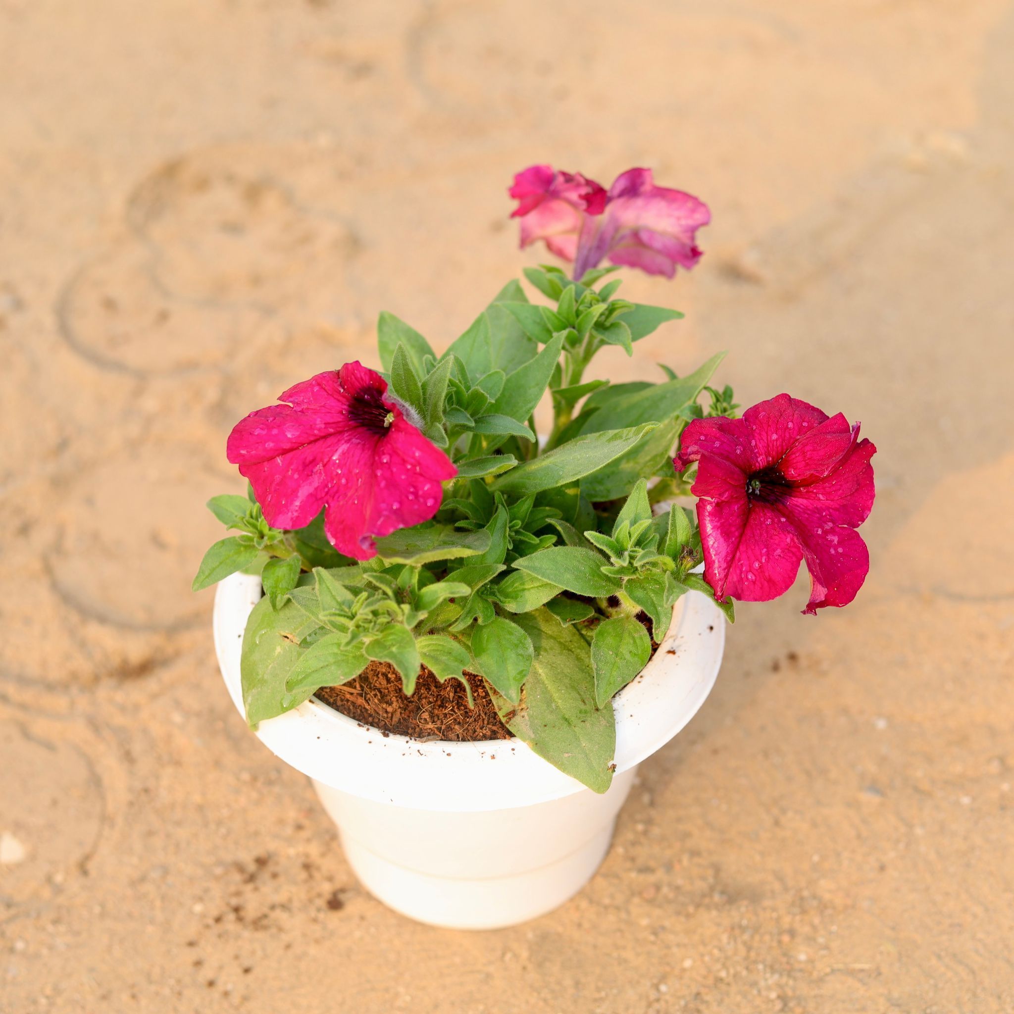 Petunia (any colour) in 6 Inch Classy White Plastic Pot