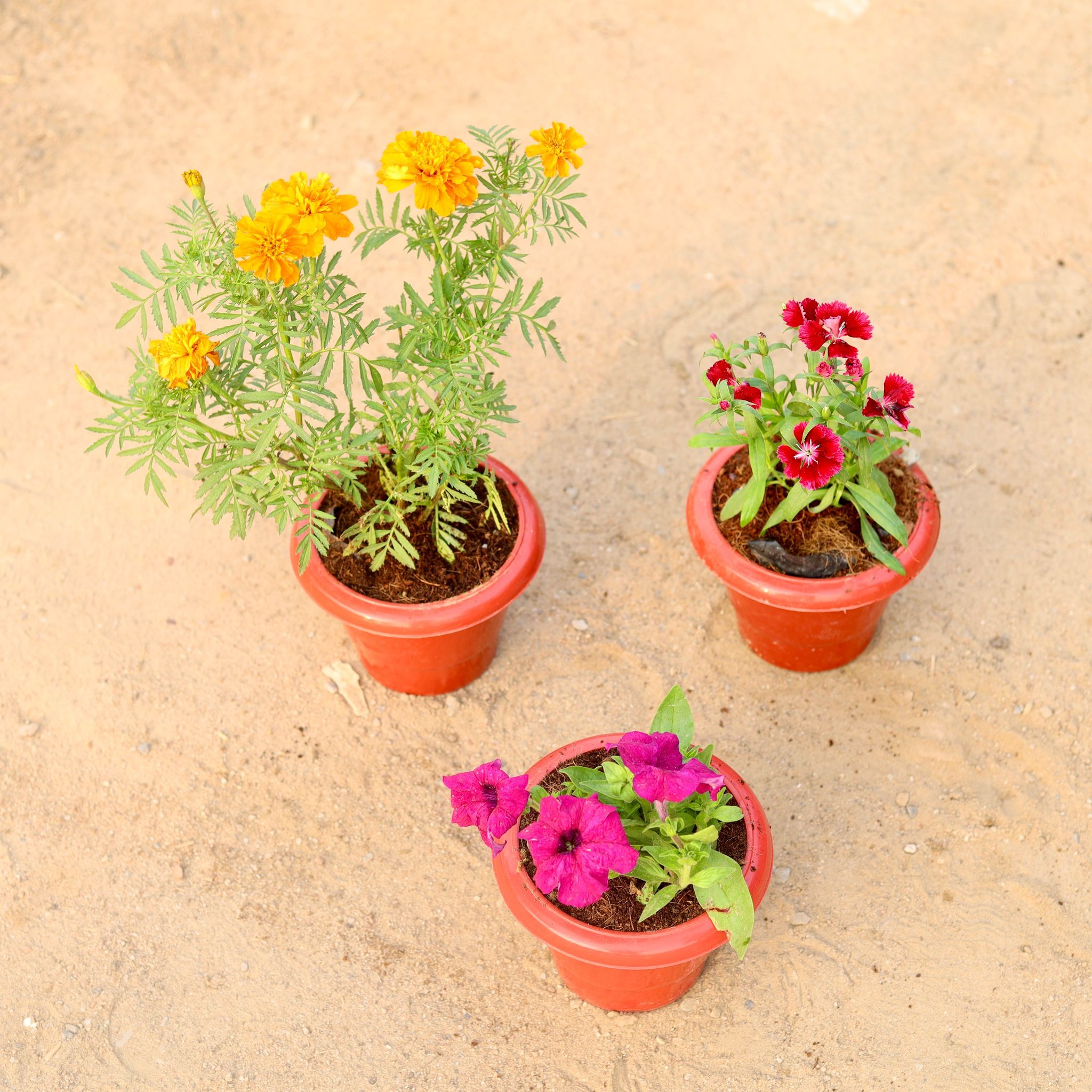 Set of 3 - Marigold, Dianthus & Petunia (any colour) in 6 Inch Classy Red Plastic Pot