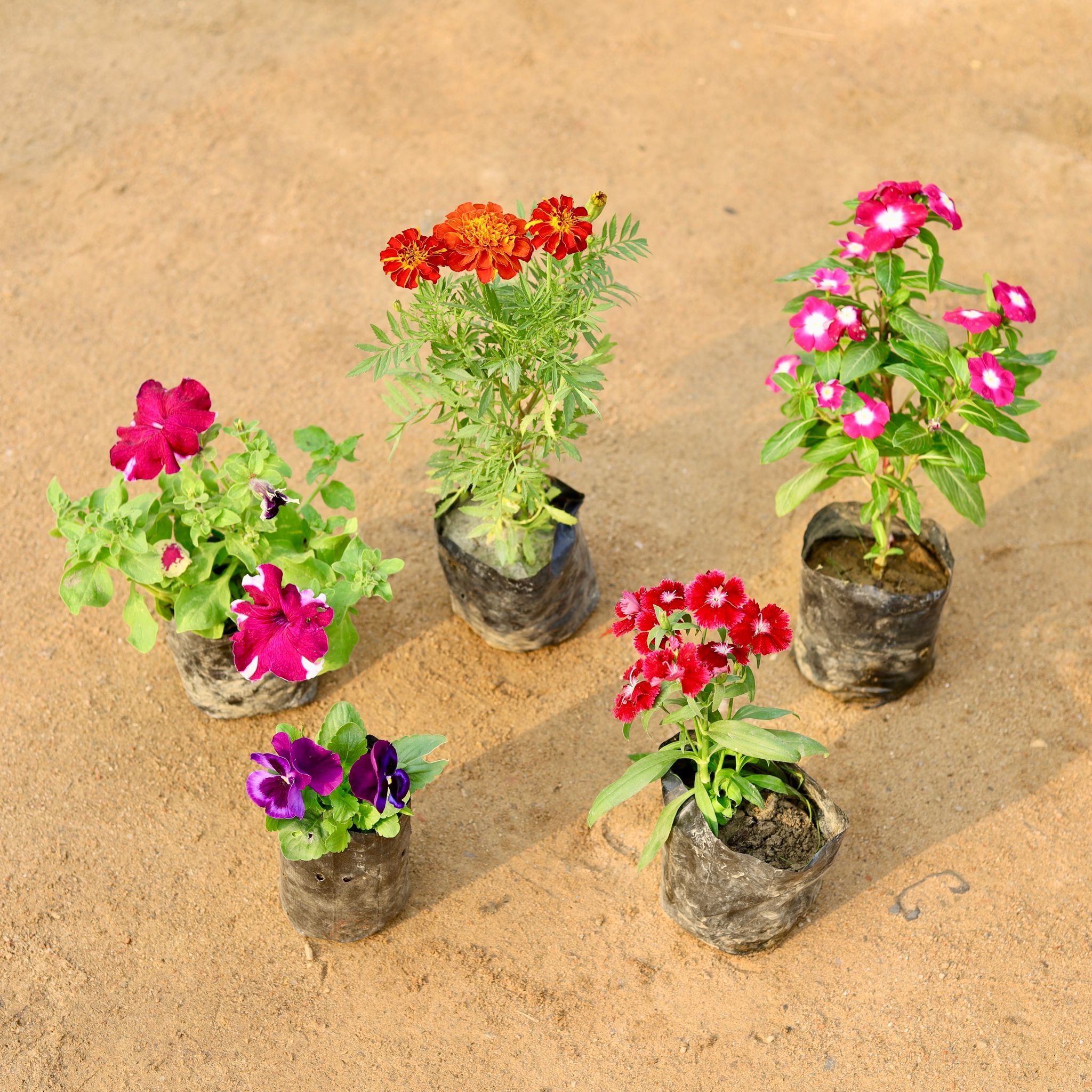 Set of 5 - Petunia, Marigold / Genda French, Vinca Hybrid, Pansy & Dianthus (any colour) in 4 Inch Nursery Bag
