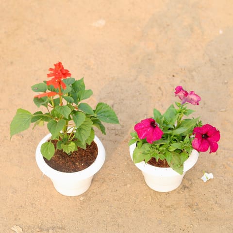 Set of 2 - Salvia & Petunia (any colour) in 6 Inch Classy White Plastic Pot