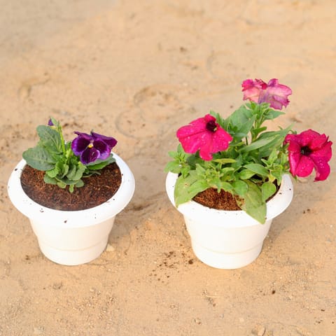 Set of 2 - Petunia & Pansy (any colour) in 6 Inch Classy White Plastic Pot