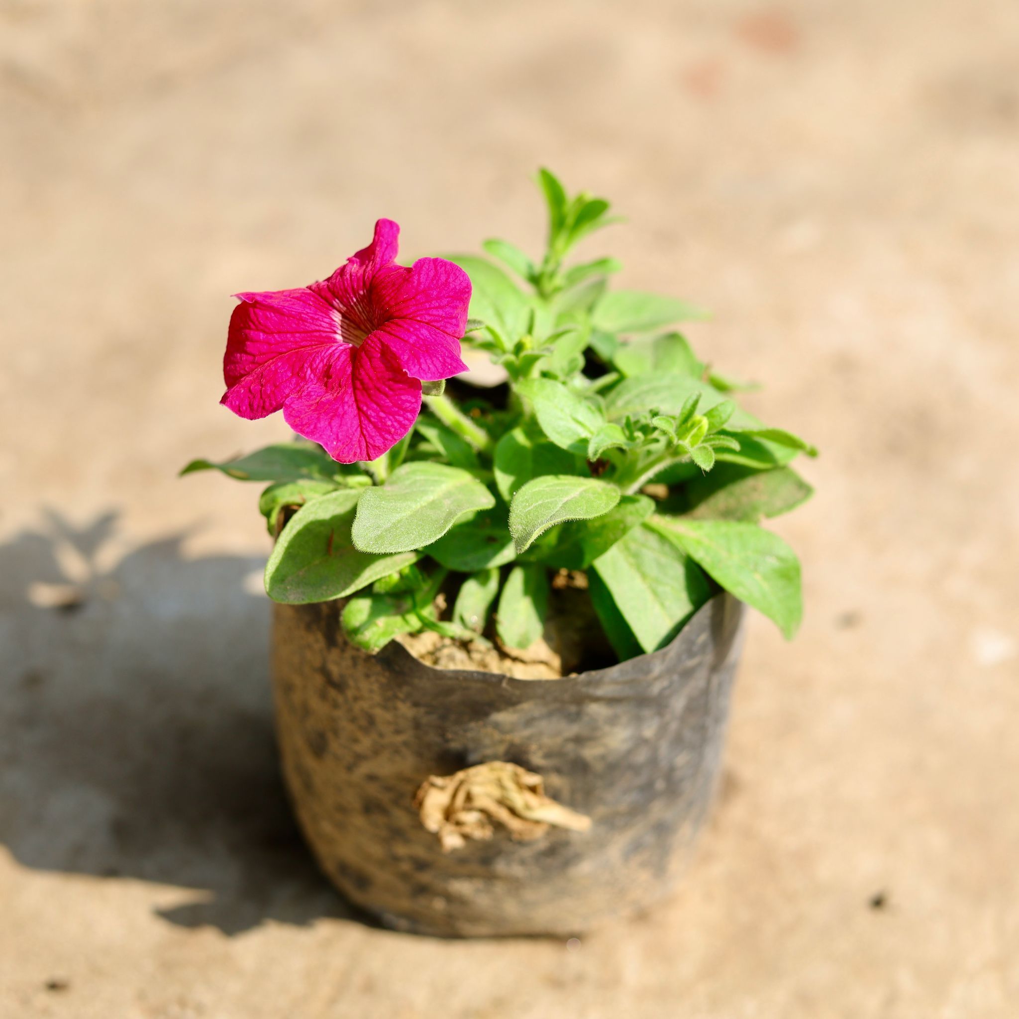 Petunia (any colour) in 4 inch Nursery Bag