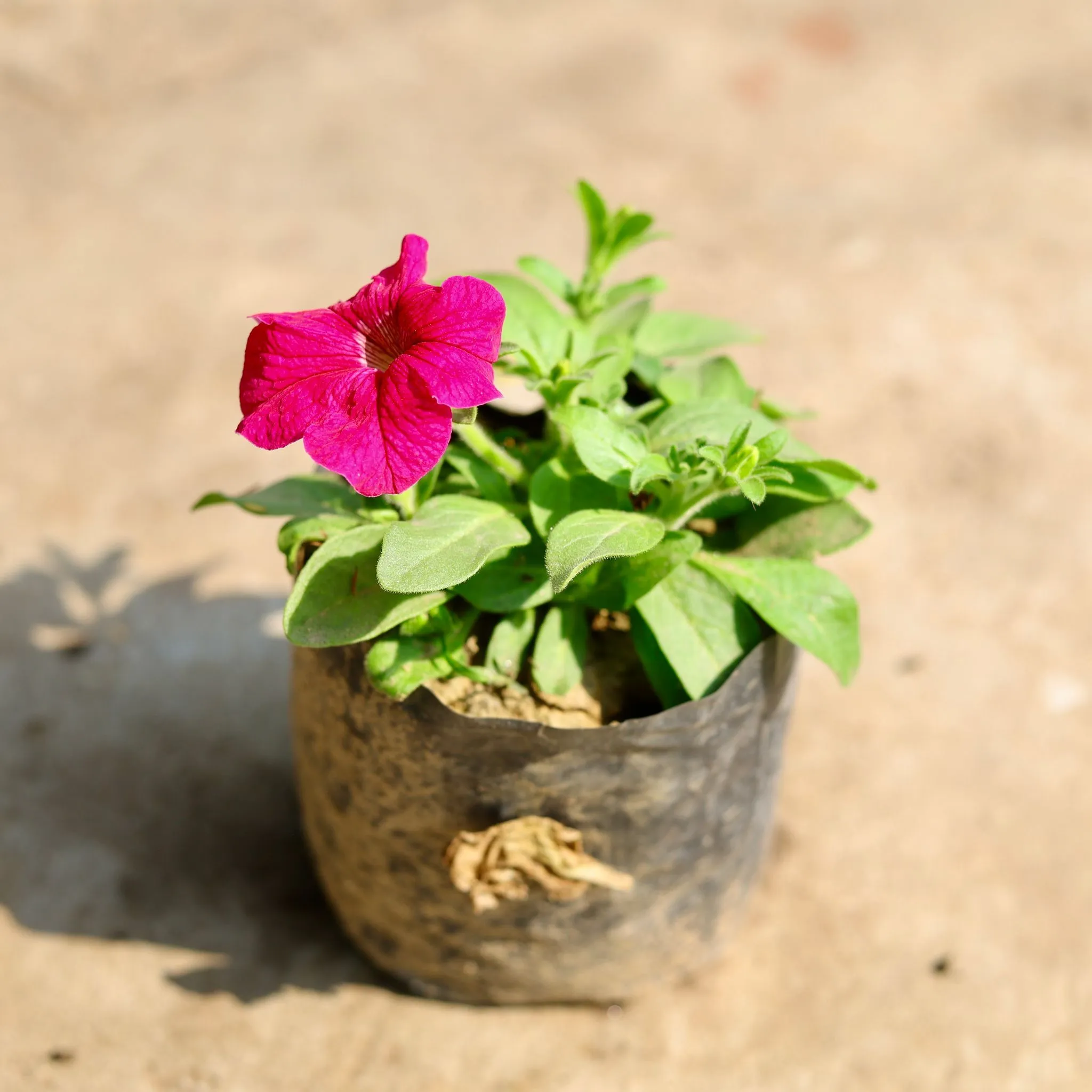 Petunia (any colour) in 4 inch Nursery Bag