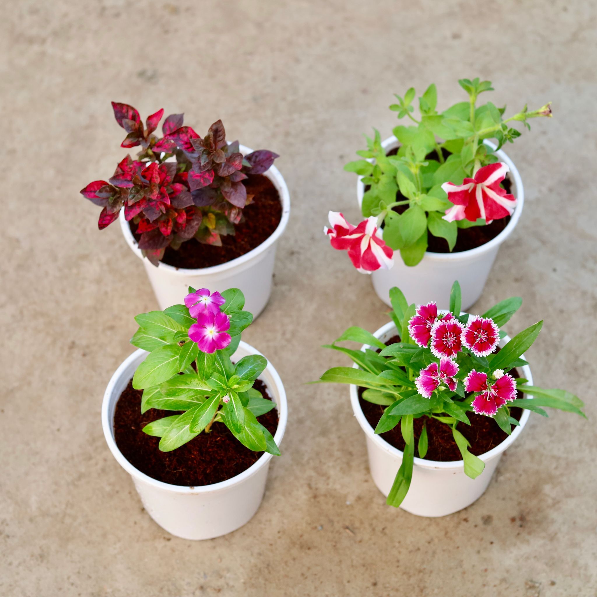 Set of 4 - Dianthus, Petunia, Alternanthera Red & Periwinkle / Vinca / Sadabahar (any colour) in 6 Inch White Nursery Pot