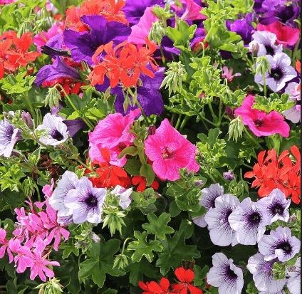 Buy Petunia Mix Seeds - Excellent Germination Online | Urvann.com Petunia Mix Seeds - Excellent Germination