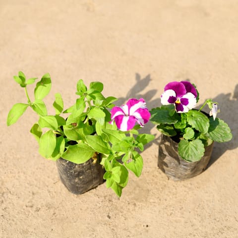 Set of 2 - Petunia & Pansy (any colour) in 4 Inch Nursery Bag