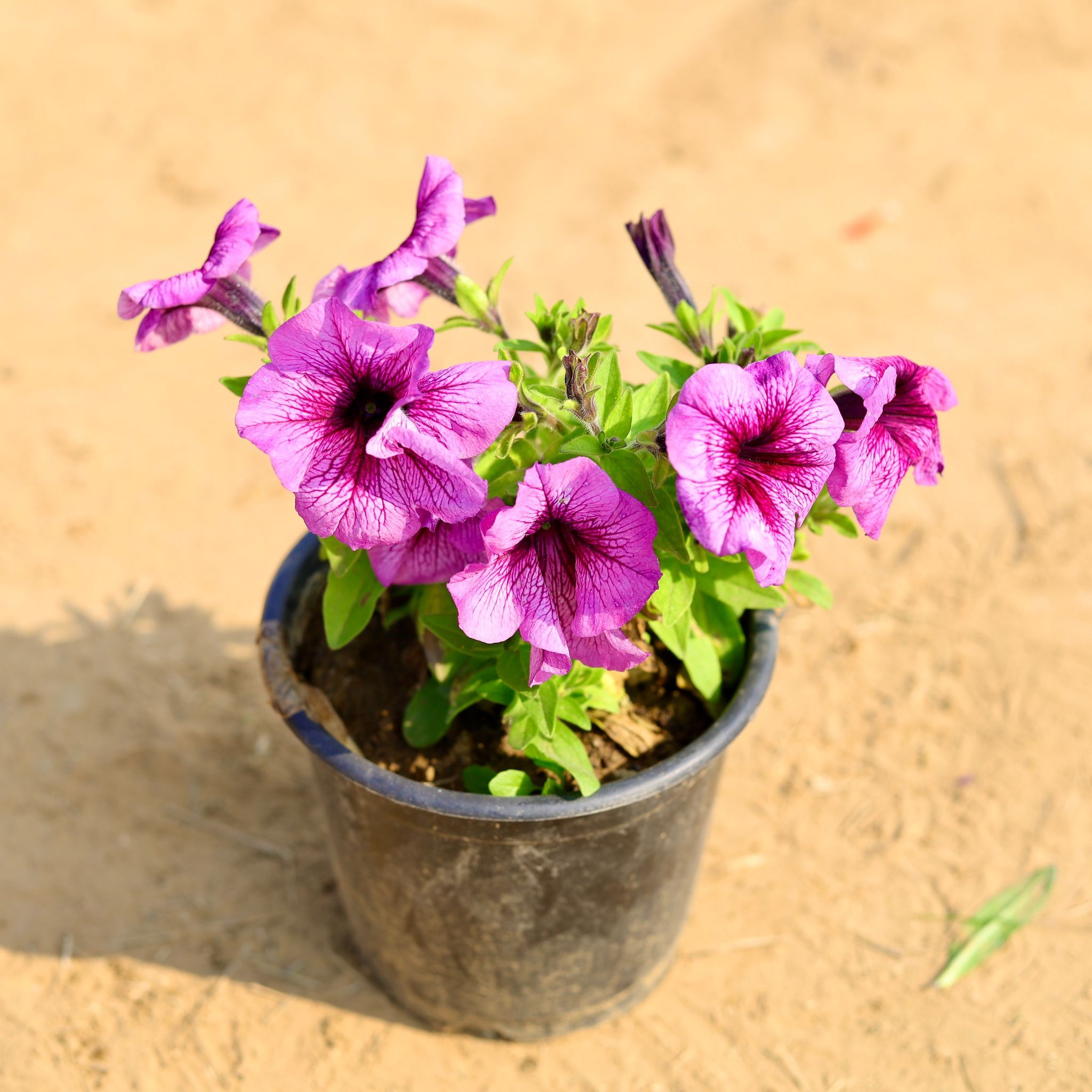 Petunia (any colour) in 6 Inch Nursery Pot