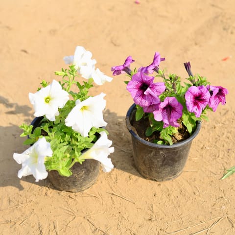Set of 2 - Petunia (any colour) in 6 Inch Nursery Pot