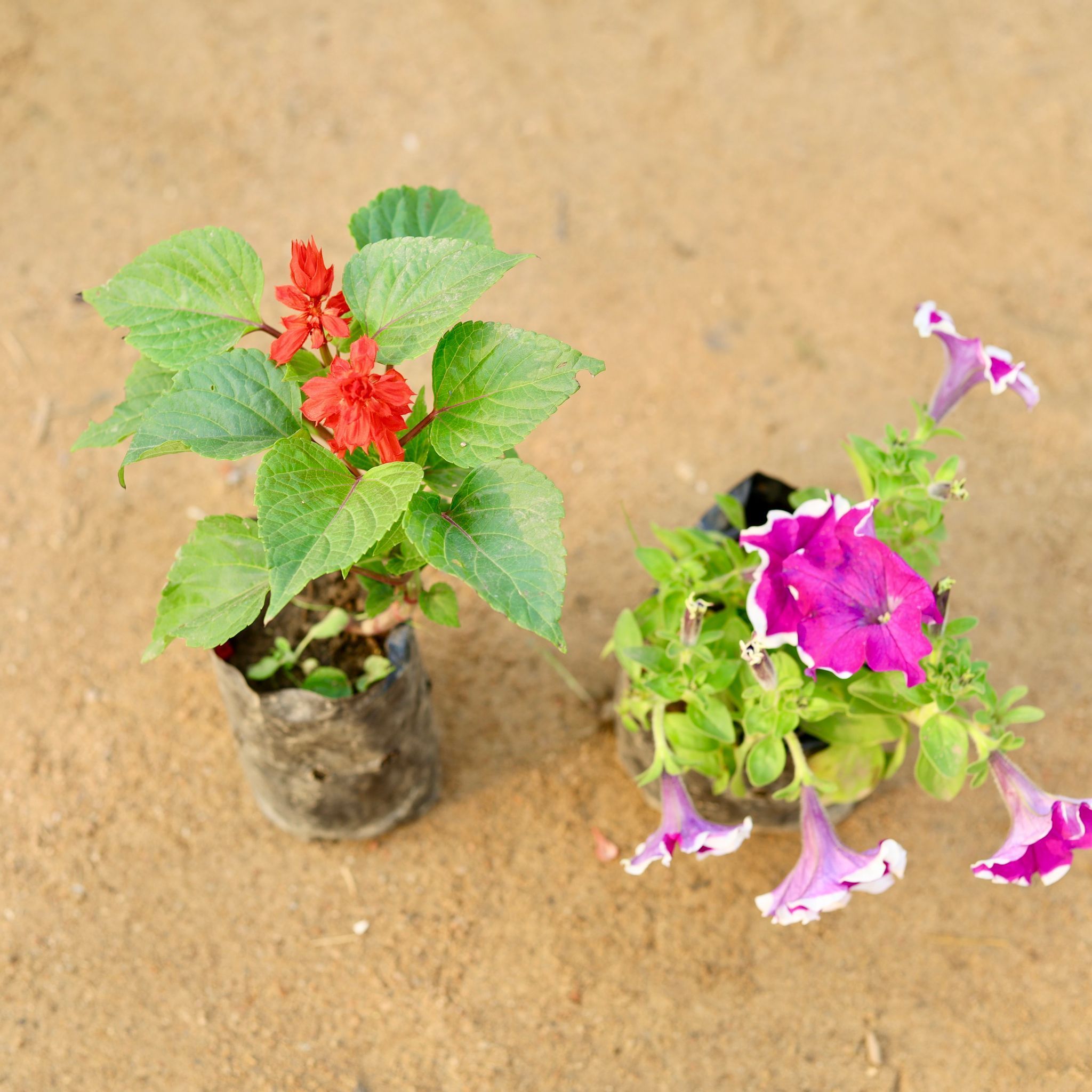 Set of 2 - Salvia & Petunia (any colour) in 4 Inch Nursery Bag