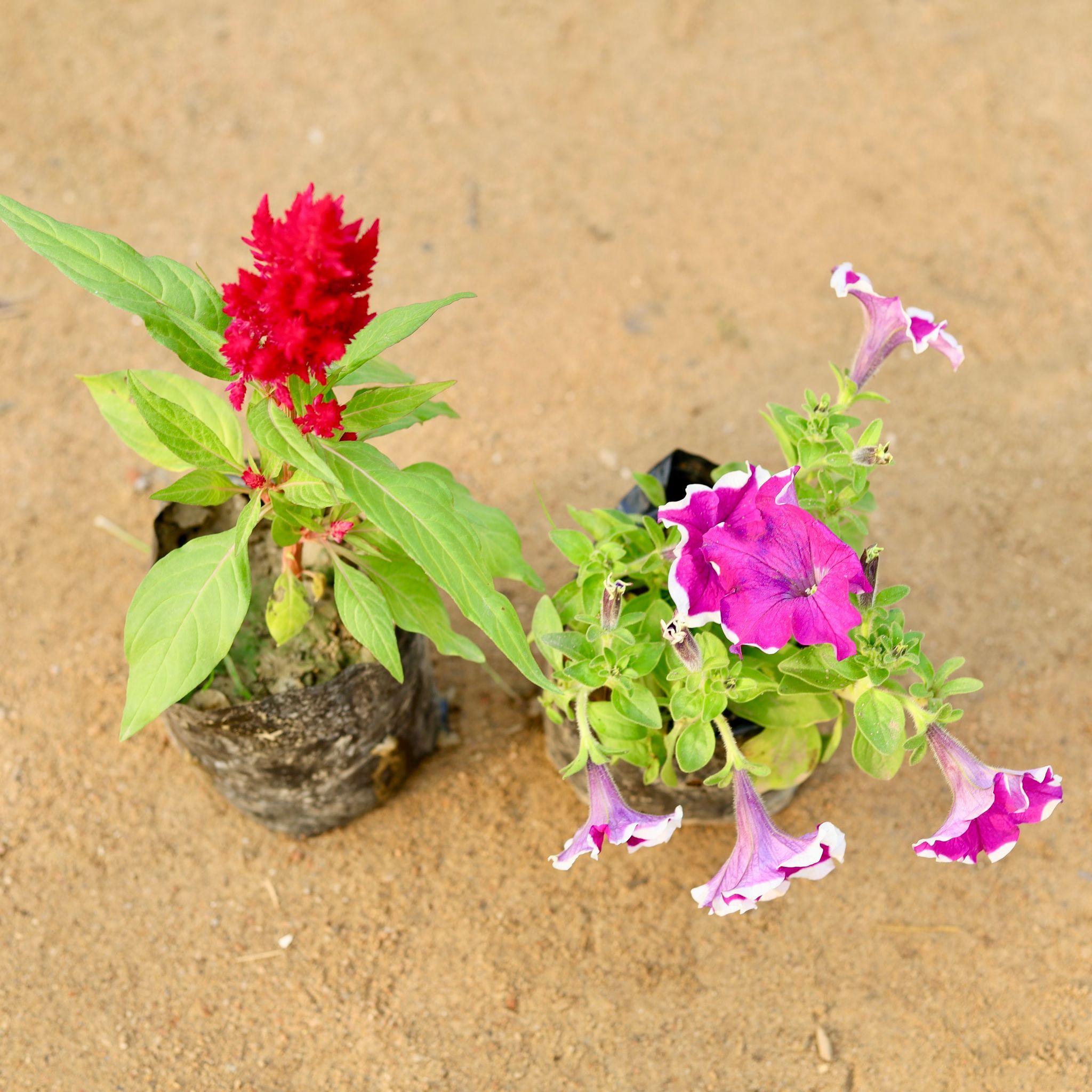 Set of 2 - Celosia & Petunia (any colour) in 4 Inch Nursery Bag