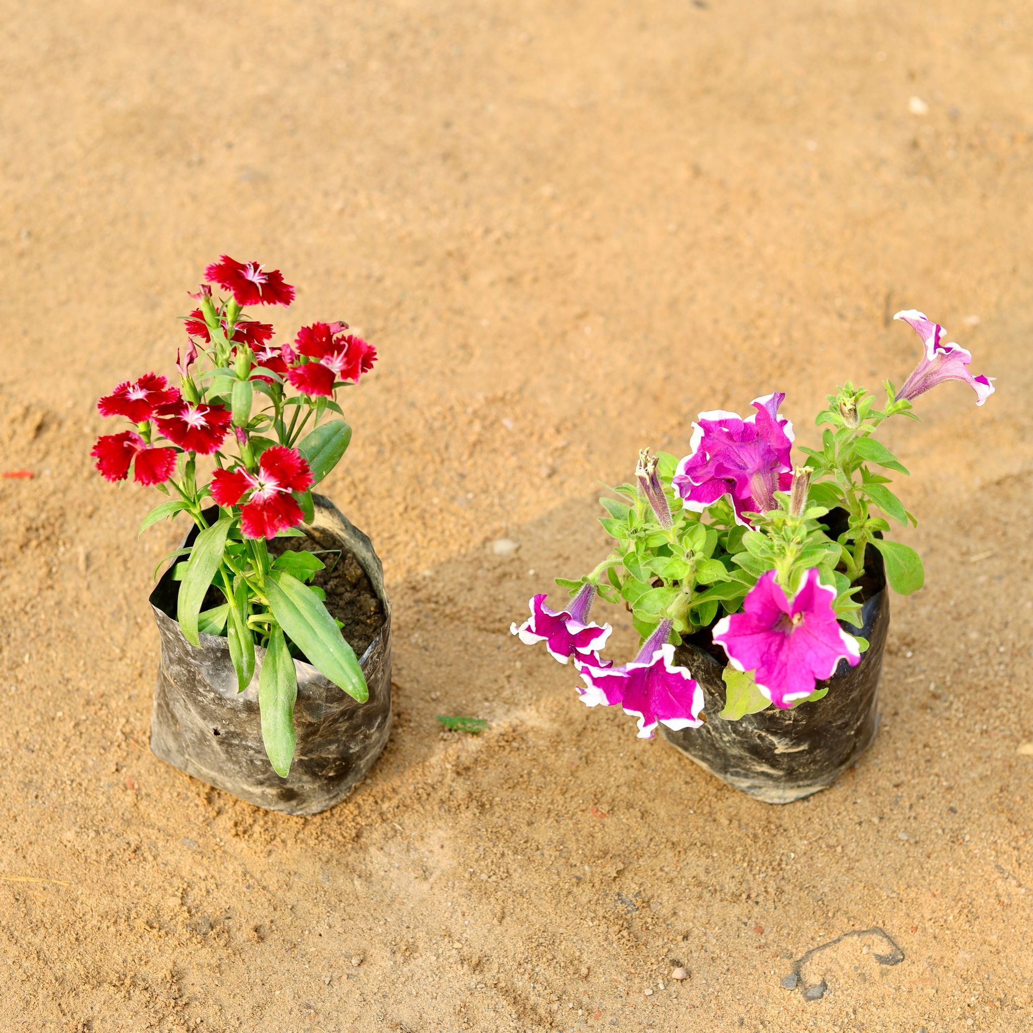 Set of 2 - Dianthus & Petunia (any colour) in 4 Inch Nursery Bag