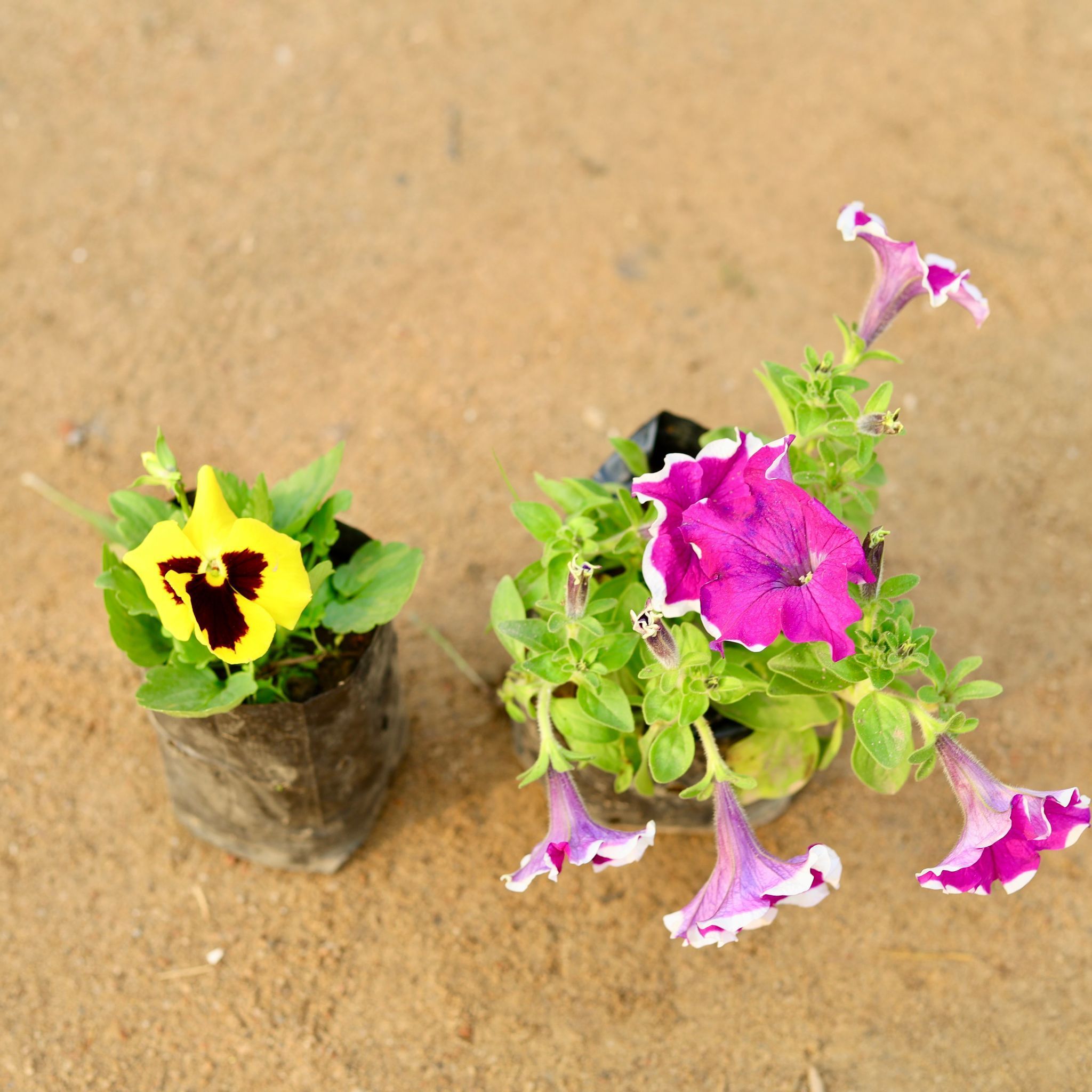 Set of 2 - Pansy & Petunia (any colour) in 4 Inch Nursery Bag