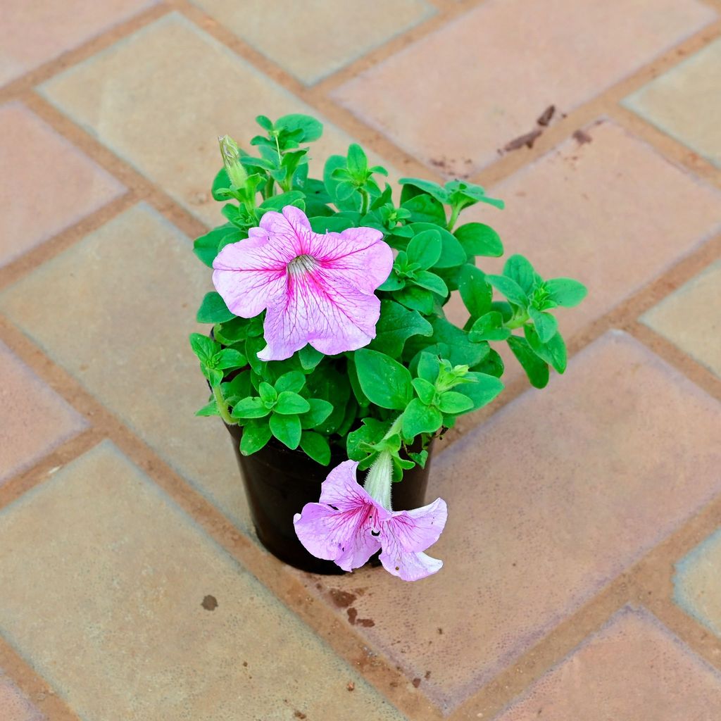 Buy Petunia (Any Colour) in 4 Inch Nursery Pot Online | Urvann.com Petunia (Any Colour) in 4 Inch Nursery Pot