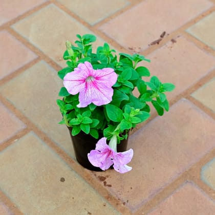 Buy Petunia (Any Colour) in 4 Inch Nursery Pot Online | Urvann.com