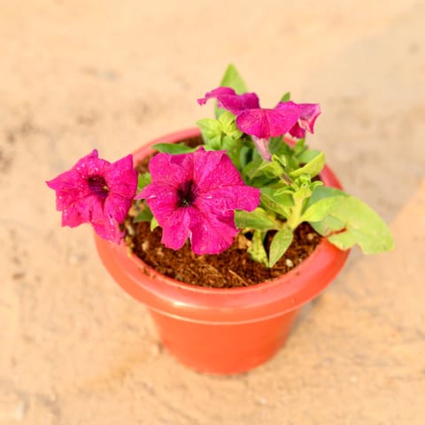 Petunia (any colour) in 6 Inch Classy Red Plastic Pot