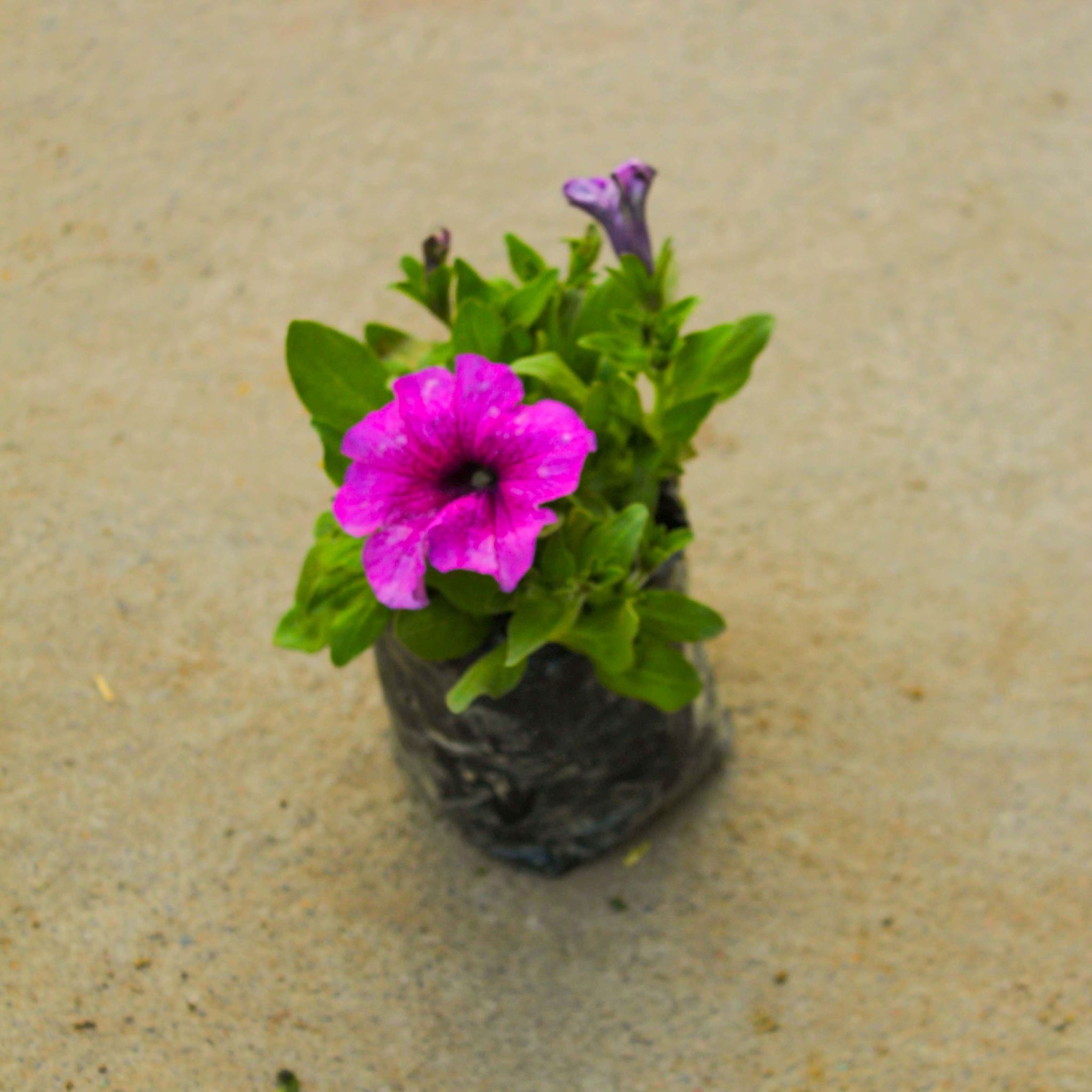 Petunia (Any Colour) in 4 Inch Nursery Bag