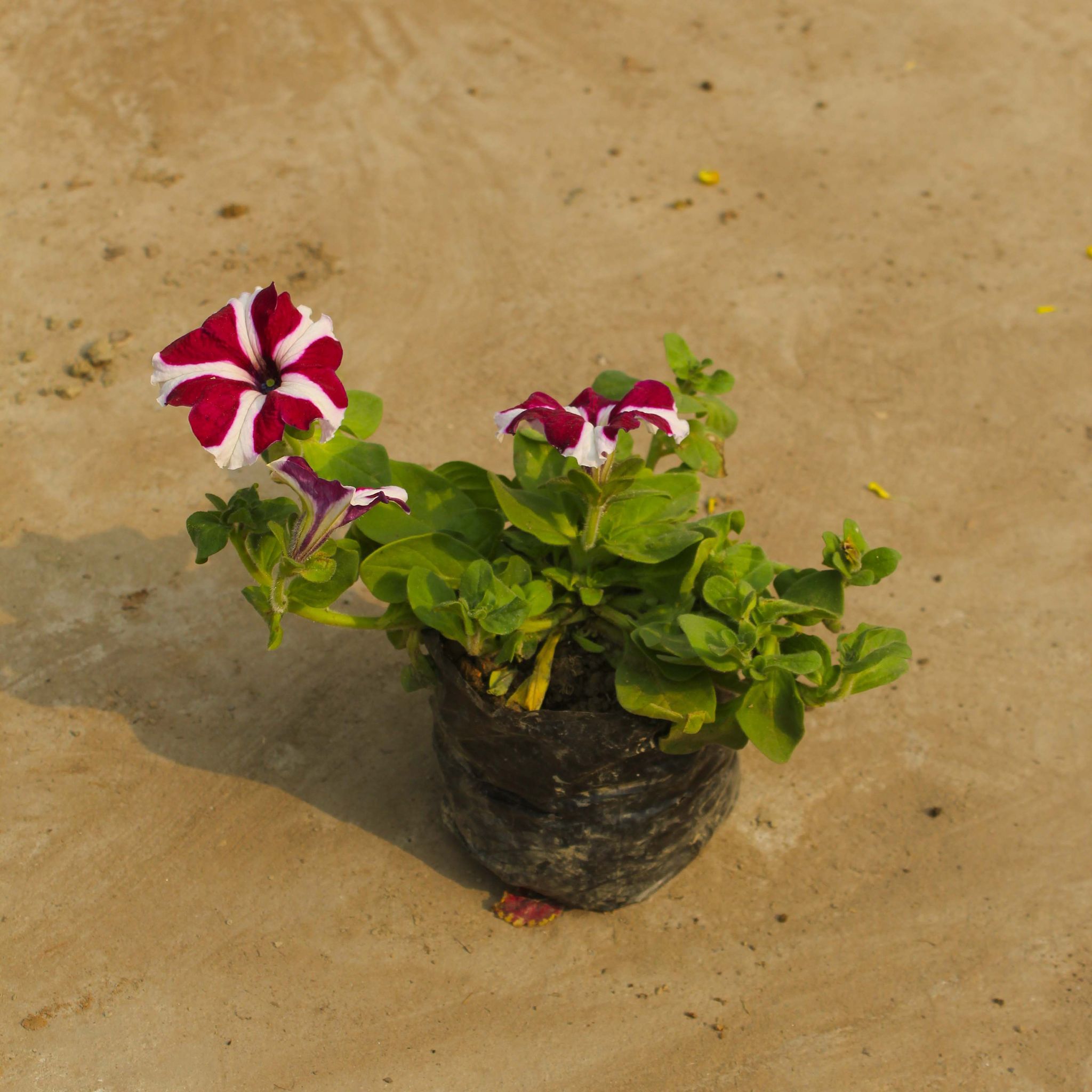 Petunia (any colour) in 4 Inch Nursery Bag