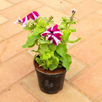 Buy Petunia (Any Colour) in 4 Inch Nursery Pot Online | Urvann.com