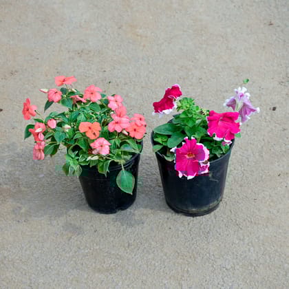 Buy Set of 2 - Petunia & Balsam (any colour) in 5 Inch Nursery Pot Online | Urvann.com