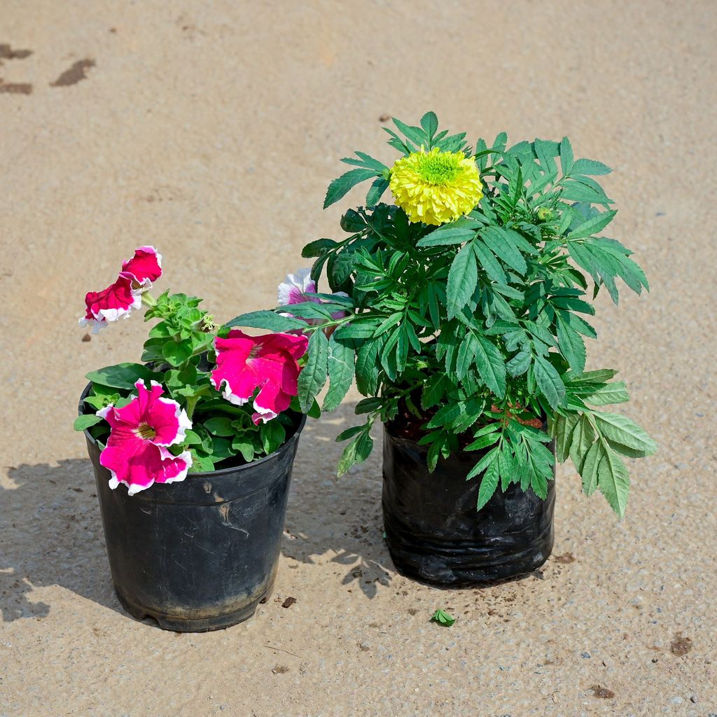 Buy Set of 2 - Marigold Yellow & Petunia (any colour) in 5 Inch Nursery Pot Online | Urvann.com Set of 2 - Marigold Yellow & Petunia (any colour) in 5 Inch Nursery Pot