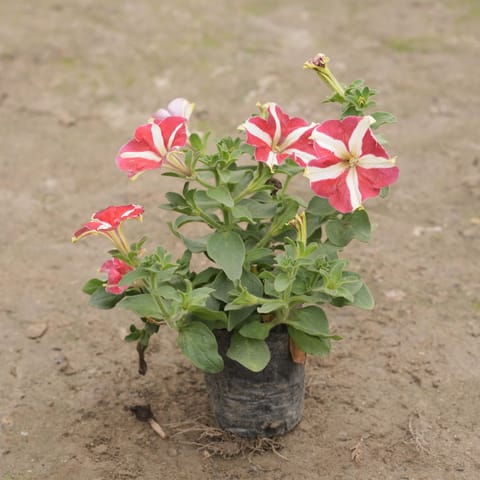 Petunia (any colour) in 3 Inch Nursery Bag