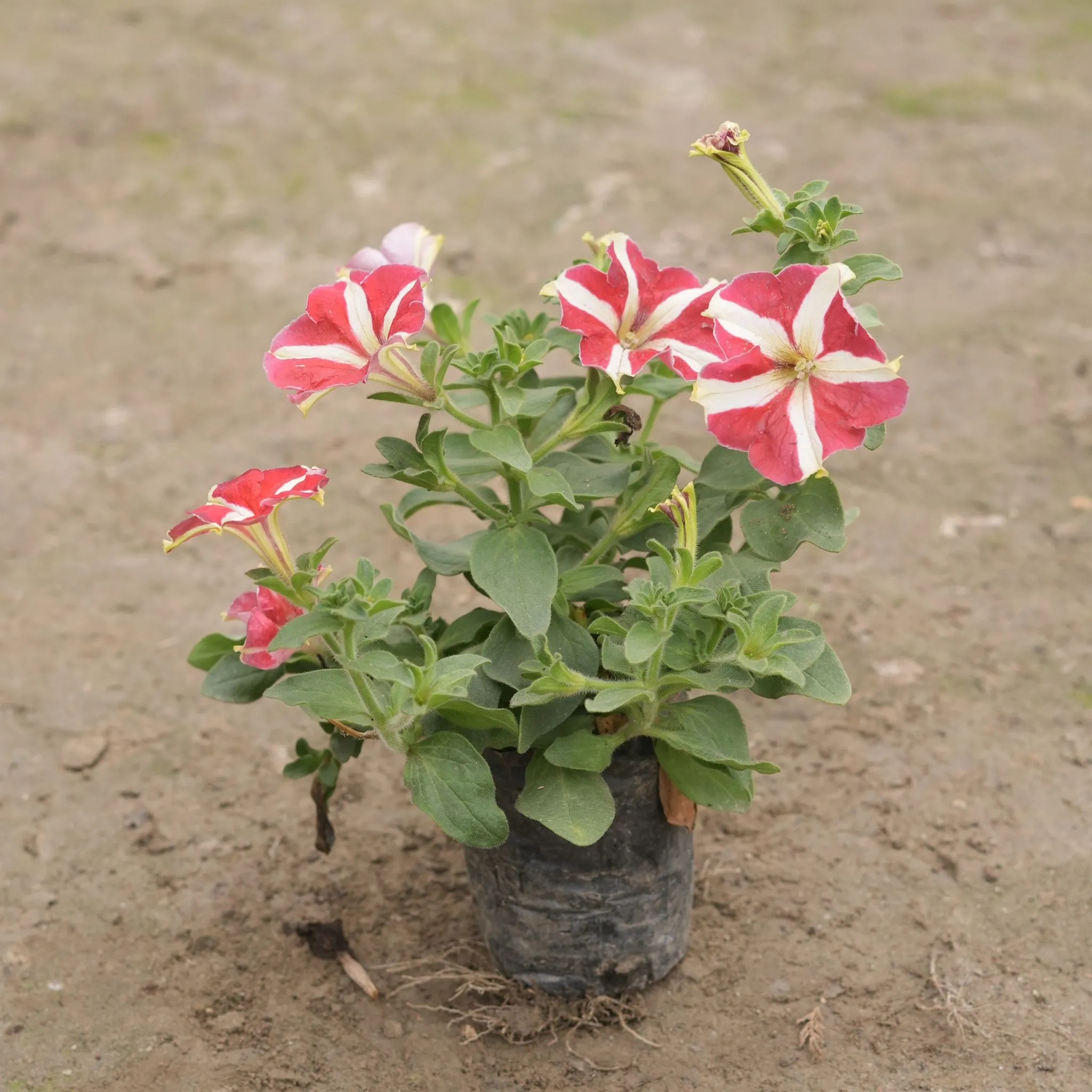 Petunia (any colour) in 3 Inch Nursery Bag